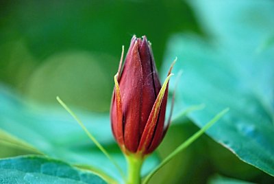 Calycanthus floridus - sazaník květnatý - poupě - detail